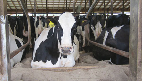 Réduction significative du coût global des litières pour vaches